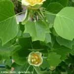 Тюльпановое дерево / Лириодендрон 