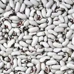 Квасоля на продаж. Великий асортимент. Опт.