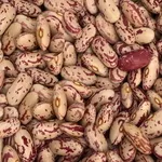 Сортова квасоля — великий вибір сортів,  висока якість продукції