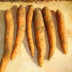 Морковь средняя,  мелкая,  стружка моркови сушеная