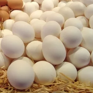 Яйцо куриное,  С1,  белое и коричневое.Экспорт,  