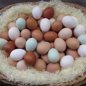 Инкубационное яйцо породы ред Бро
