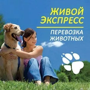 Перевезення тварин по Україні та за кордон
