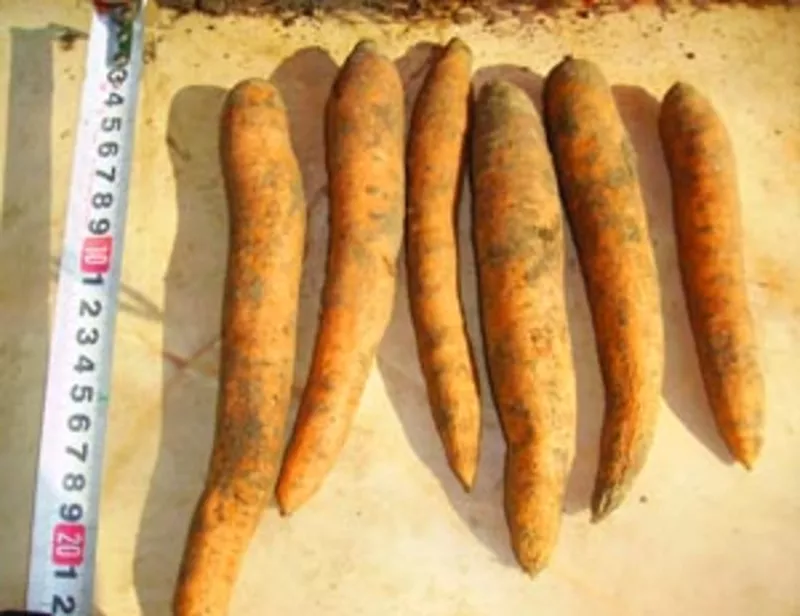 Морковь средняя,  мелкая,  стружка моркови сушеная