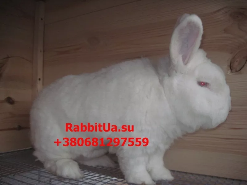 Продам кроликов породы Новозеландский Белый