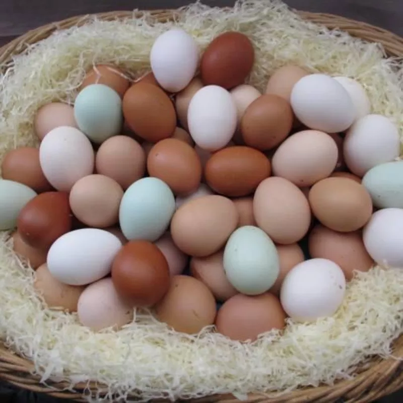 Инкубационное яйцо породы ред Бро