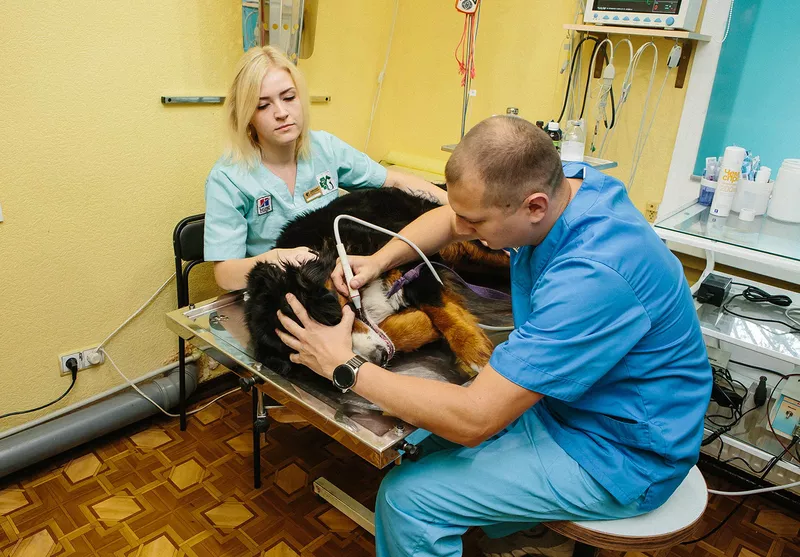 Ветеринарная клиника «Айболит» г. Чернигов 7