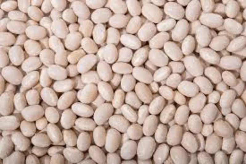 Продати квасолю. Куплю квасолю. Приймаємо квасолю на перероб