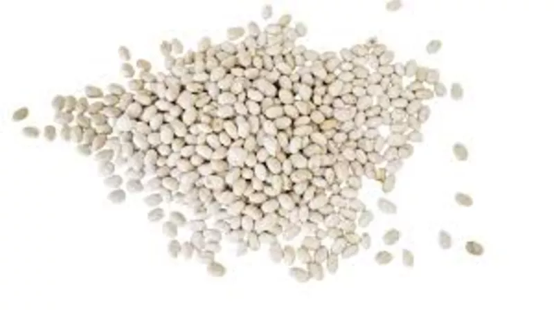 Закуповуємо квасолю великими партіями для переробки